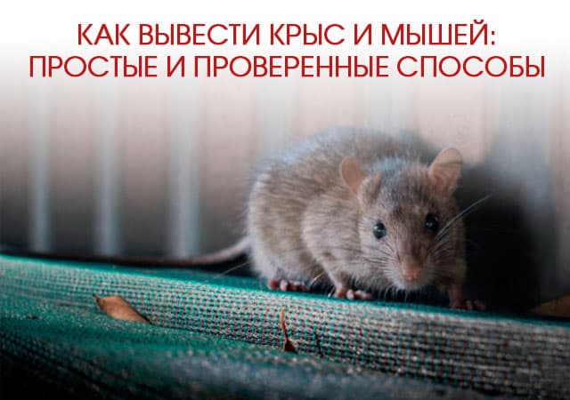 Как вывести крыс и мышей в Ногинске: простые и проверенные способы