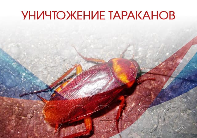 Уничтожение тараканов в Ногинске