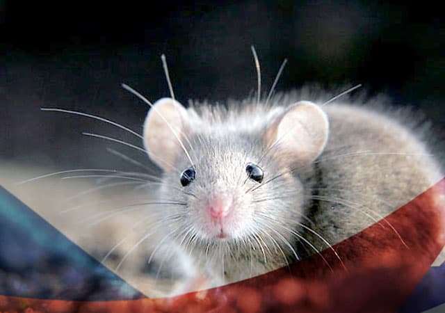 Уничтожение мышей в Ногинске